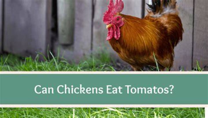 Can Chickens Eat Tomatoes? A Comprehensive Guide for Poultry Owners